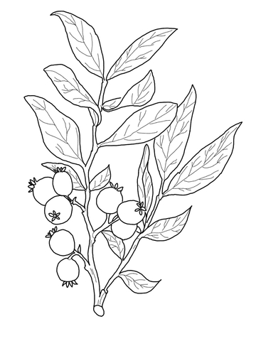 Huckleberry Branch Coloring Page